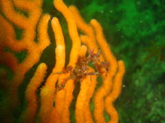 Achaeopsis spinulosa