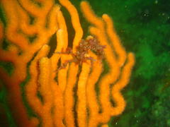 Achaeopsis spinulosa