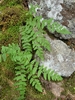 Woodsia scopulina laurentiana - Photo (c) Samuel Brinker, some rights reserved (CC BY-NC), uploaded by Samuel Brinker