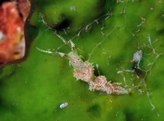 Facelina annulicornis image