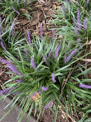 Liriope