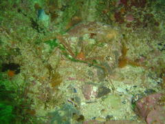 Macropodia falcifera