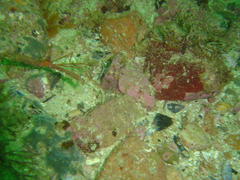 Macropodia falcifera