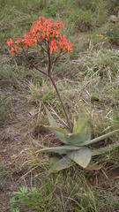 Aloe striata
