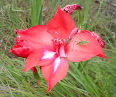 Gladiolus sempervirens