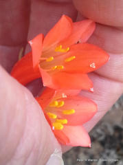 Cyrtanthus contractus