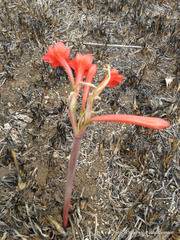 Cyrtanthus contractus