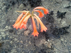 Cyrtanthus contractus