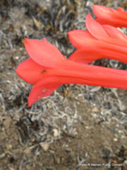 Cyrtanthus contractus