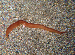 Nipponnemertes pulcher