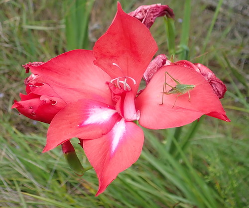 Image of Gladiolus sempervirens by (c) Nicola van Berkel, some rights reserved (CC BY-SA)