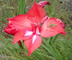 Gladiolus sempervirens