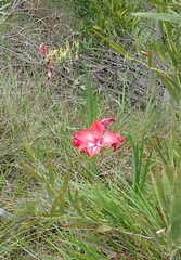 Gladiolus sempervirens
