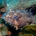 Oyster Toadfish - Photo (c) Dan Schofield, some rights reserved (CC BY), uploaded by Dan Schofield