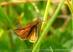 Ancyloxypha melanoneura