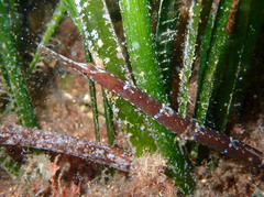 Narrow-Snouted Pipefish photo 3