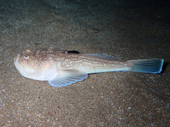 Uranoscopus scaber