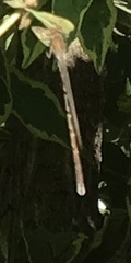 Sympecma fusca