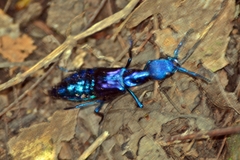 Plochionocerus