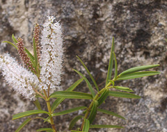 Veronica stenophylla stenophylla