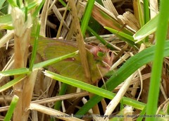 Colias dimera