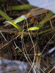 Potamogeton bicupulatus