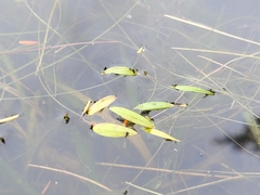 Potamogeton bicupulatus