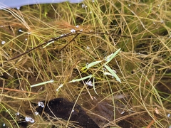 Potamogeton bicupulatus