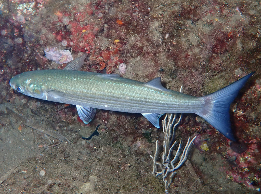 Photo of Golden grey mullet (Chelon auratus)