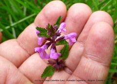 Stachys bogotensis