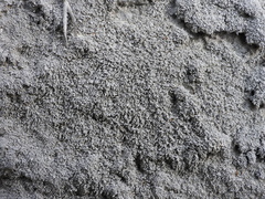 Pertusaria corallina