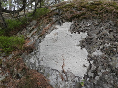 Pertusaria corallina