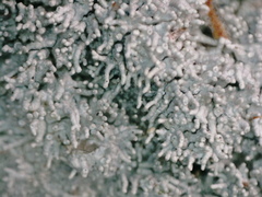 Pertusaria corallina