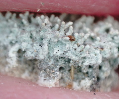 Pertusaria corallina