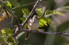 Cisticola aberrans