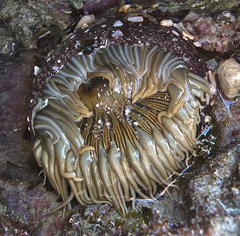 Anthopleura michaelseni