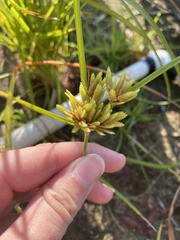 Cyperus ochraceus