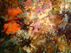 Isozoanthus capensis