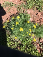 Lomatium graveolens