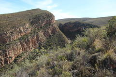 Aspalathus rigidifolia