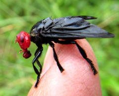 Bromophila caffra