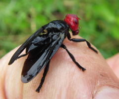 Bromophila caffra