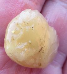 Strychnos spinosa spinosa