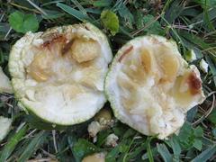 Strychnos spinosa spinosa