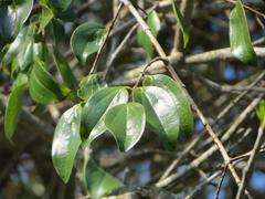 Strychnos spinosa spinosa