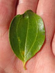 Strychnos spinosa spinosa