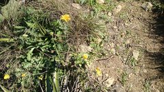 Gaillardia coahuilensis