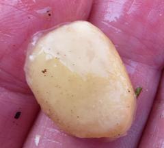 Strychnos spinosa spinosa