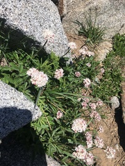 Valeriana occidentalis