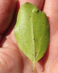 Strychnos spinosa spinosa